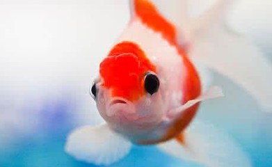 孕妇梦到黑色的鱼