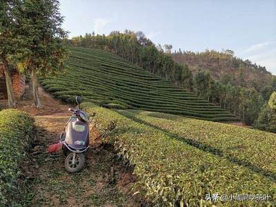 福建哪里产茶叶