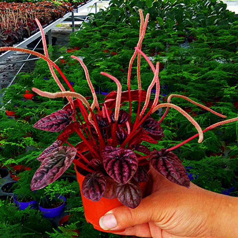 耐阴室内植物