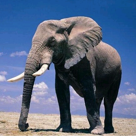 满洲里的大象什么梗