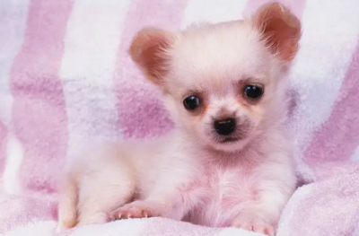 打完狂犬疫苗多久可以怀孕