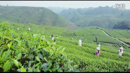 四川蒙顶山茶业有限公司