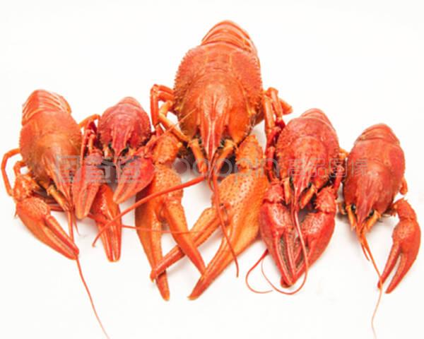 白底水煮小龙虾