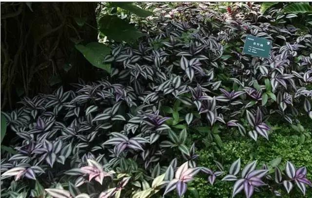 斑叶鸭跖草应该怎么摘心