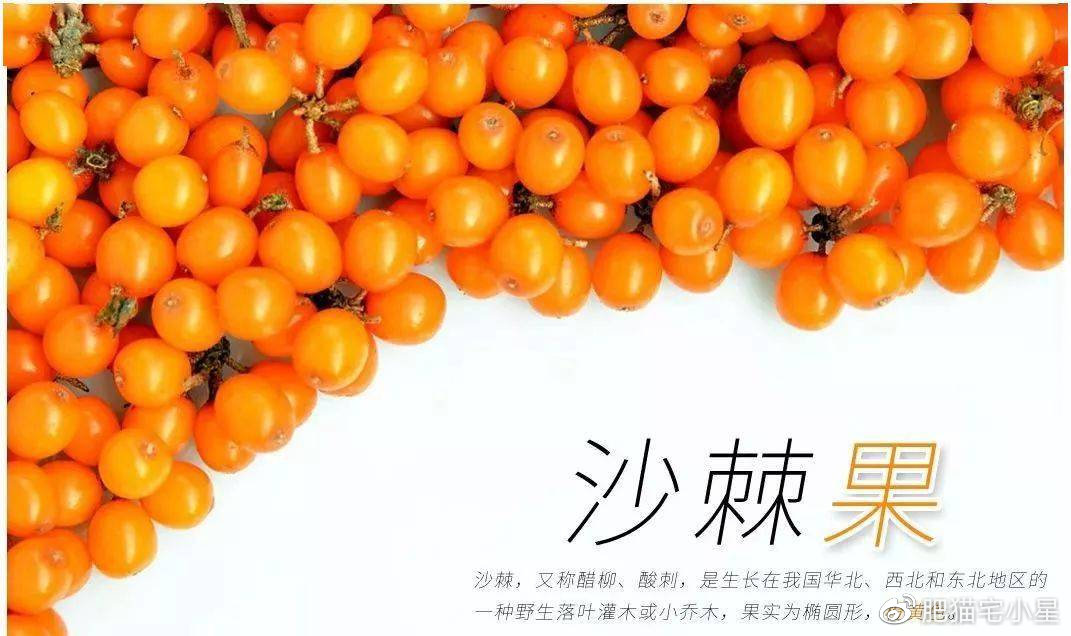 孕妇可以吃沙棘吗