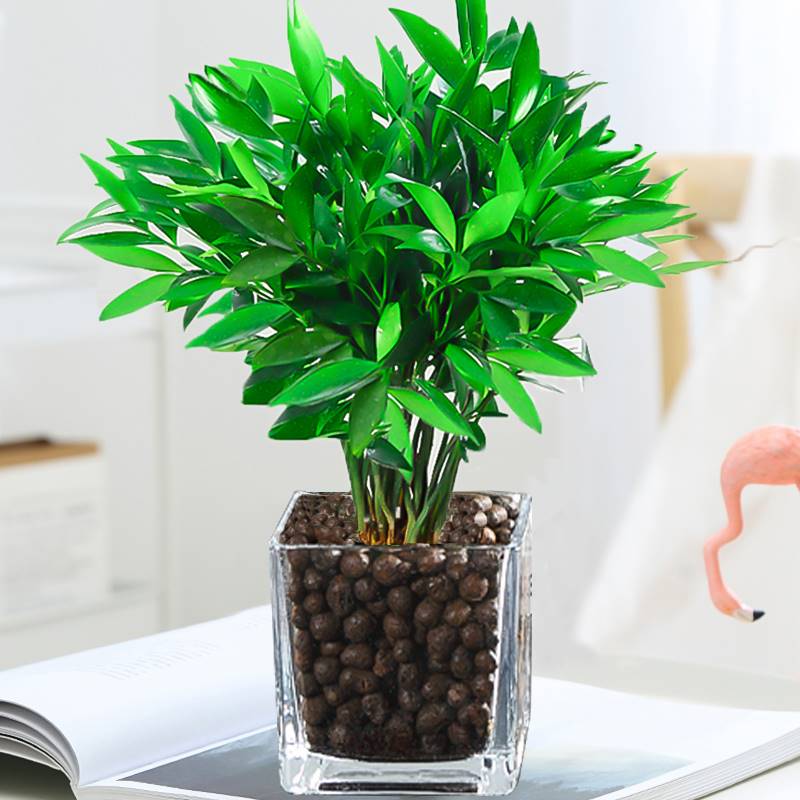室内水养植物