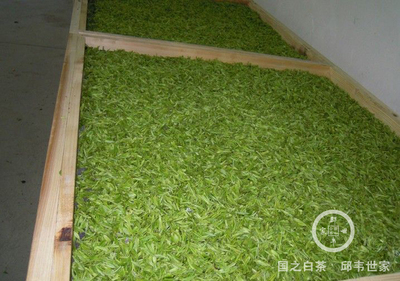 茶叶烘干温度