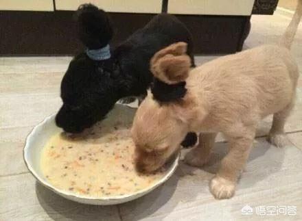 狗狗喂食喂多少