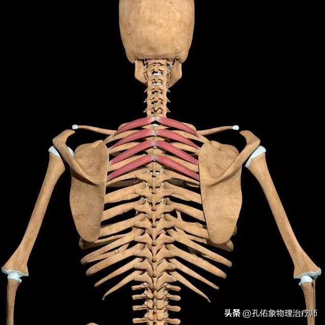 肩胛骨错位怎么治疗