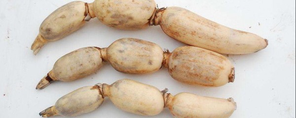 周公解梦梦见藕