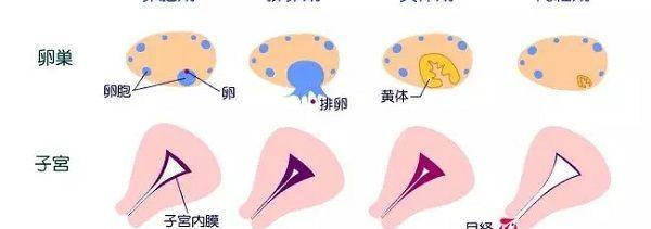 月经和排卵期区别
