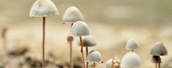 蘑菇寓意