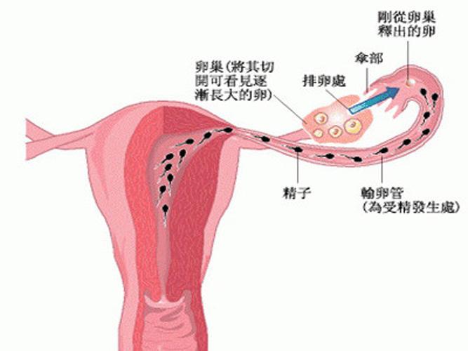 排卵期出血和月经的区别