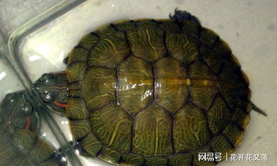 乌龟叫什么名字好听