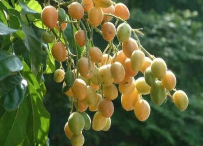 黄皮果是什么水果