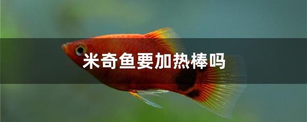 给鱼取名字
