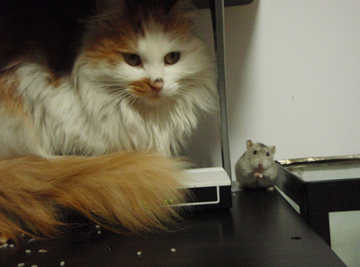 梦见猫保护自己
