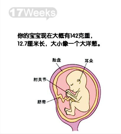 十八周胎儿发育图片