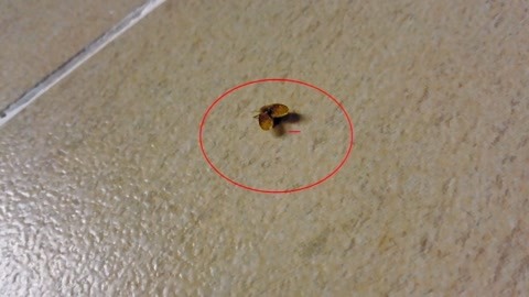 冰箱里的小飞虫哪来的