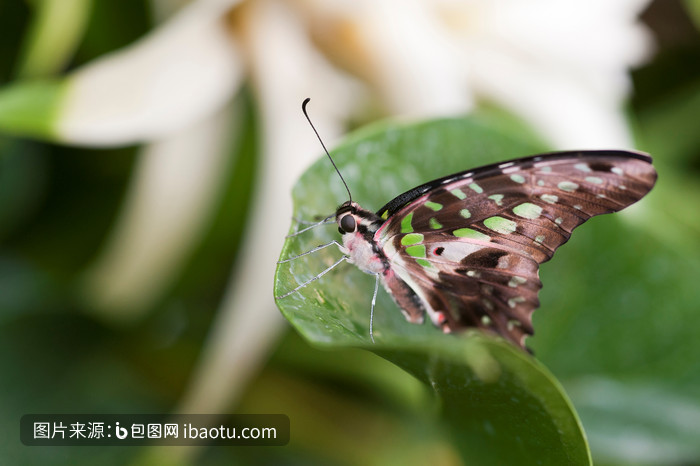 蝴蝶是害虫吗