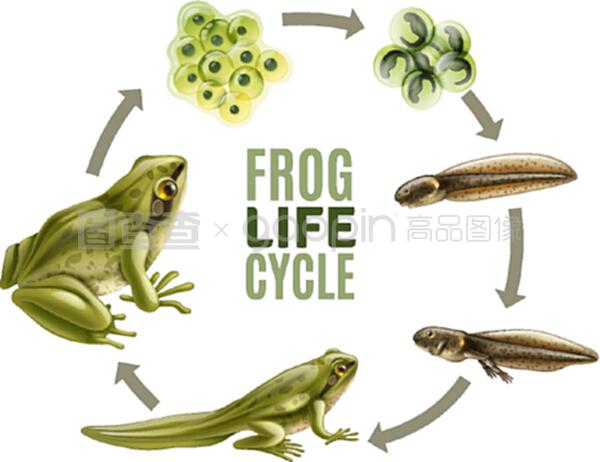 小蝌蚪变成青蛙的过程图片