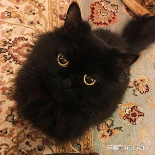 风水大师说养猫好不好