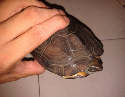 梦见自己捉到一只鳖