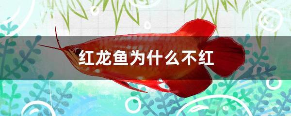 紅龍魚褪色原因：紅龍魚褪色可能由多種因素引起，