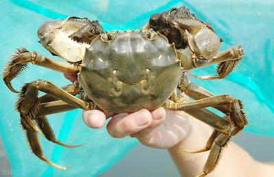 大闸蟹刚死就能吃吗,死了就不能吃了吗?