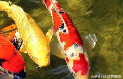 周公解梦大全梦见鱼