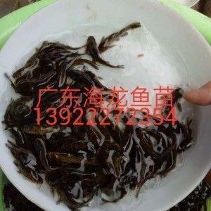 龍魚苗批發(fā)市場(chǎng)在哪里進(jìn)貨：龍魚苗批發(fā)市場(chǎng) 龍魚百科 第2張