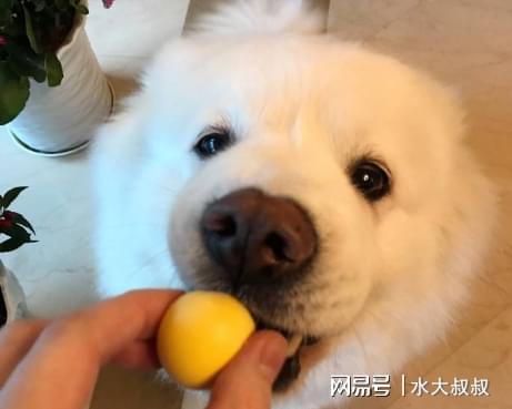 狗三个月能吃蛋黄吗,还是狗吃蛋黄好还是蛋白好?