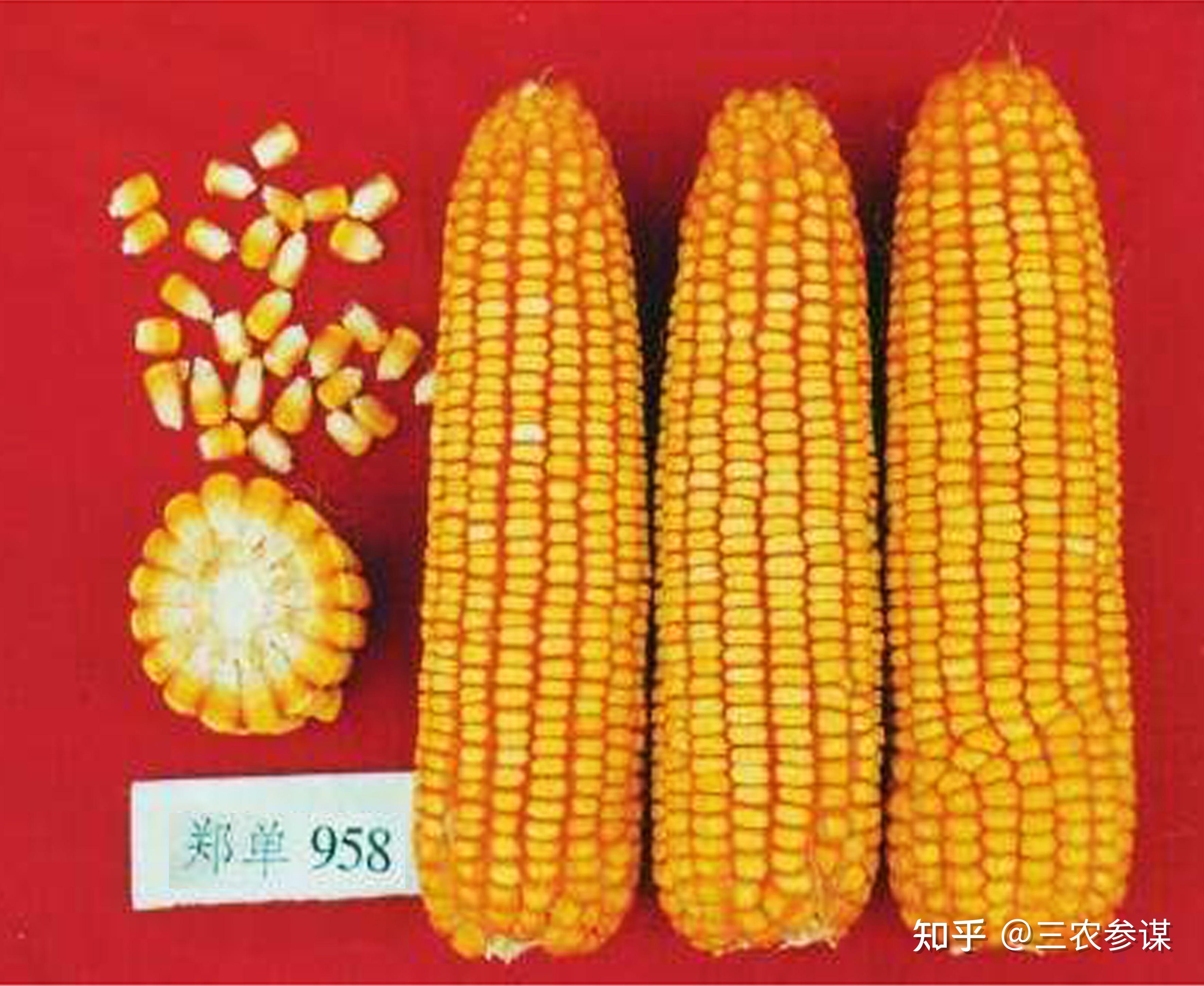 玉米在中国推广种植的原因是什么