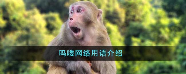 赛博生物是什么意思网络用语