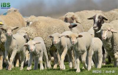lamb和sheep有什么区别