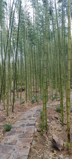 孔雀的性格