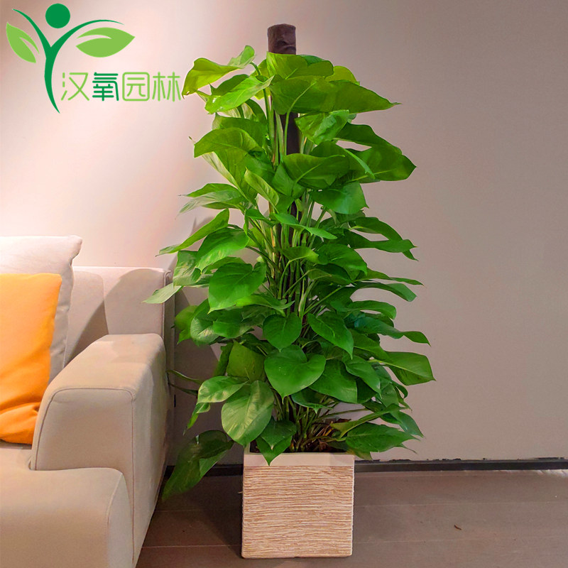 室内植物甲醛
