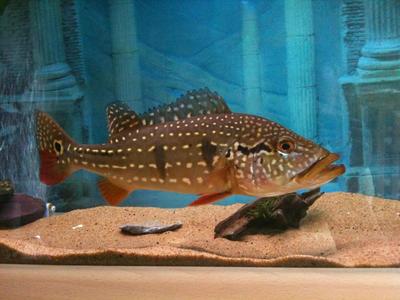 <strong><mark>arowana</mark></strong> villa igatpuriBig chickens eat chicken