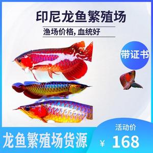 龍魚苗批發(fā)市場(chǎng)在哪里進(jìn)貨：龍魚苗批發(fā)市場(chǎng) 龍魚百科 第5張