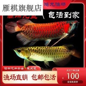 龍魚(yú)用藥注意事項(xiàng)有哪些圖片：水族箱水質(zhì)管理技巧，龍魚(yú)藥物安全使用指南 龍魚(yú)百科 第4張