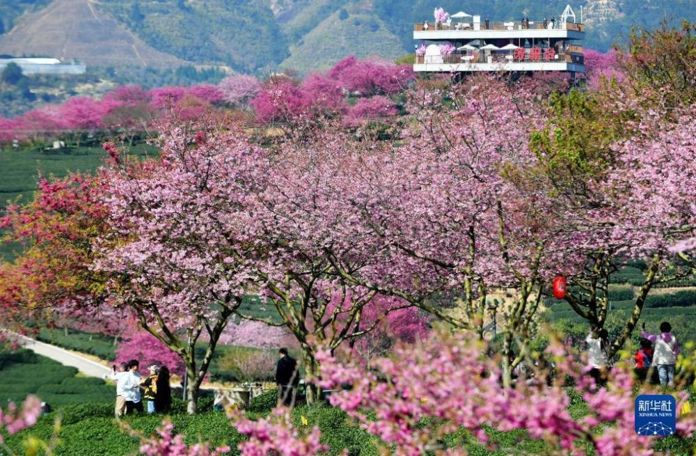 福建哪里可以看樱花