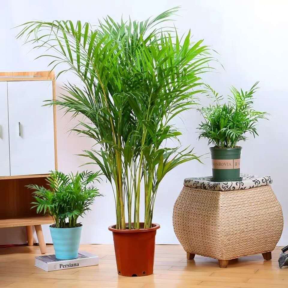 室内养什么植物好