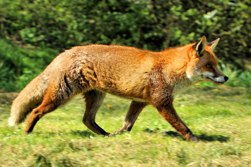 Fox英语什么意思