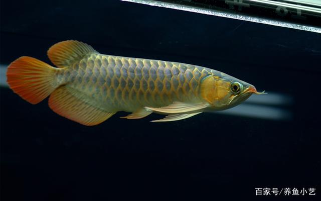 龍魚鰭碎了多久能長好：龍魚鰭損傷后的恢復(fù)時間