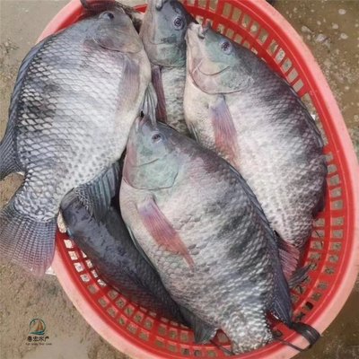 龍魚苗批發(fā)市場(chǎng)在哪里進(jìn)貨：龍魚苗批發(fā)市場(chǎng) 龍魚百科 第1張