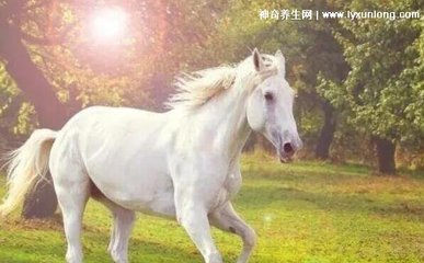 属马的今年会离婚吗