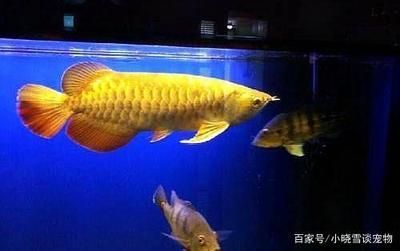 如何麻醉龍魚(yú)：如何判斷龍魚(yú)麻醉過(guò)度，龍魚(yú)麻醉過(guò)程中的注意事項(xiàng)