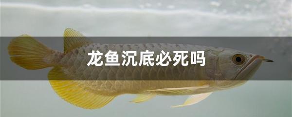 龍魚突然沉底：龍魚為什么會沉底？ 龍魚百科 第2張