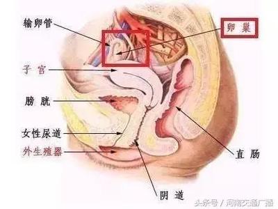美容师滑又直的直肠