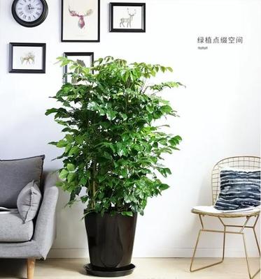 门口种什么树对风水好